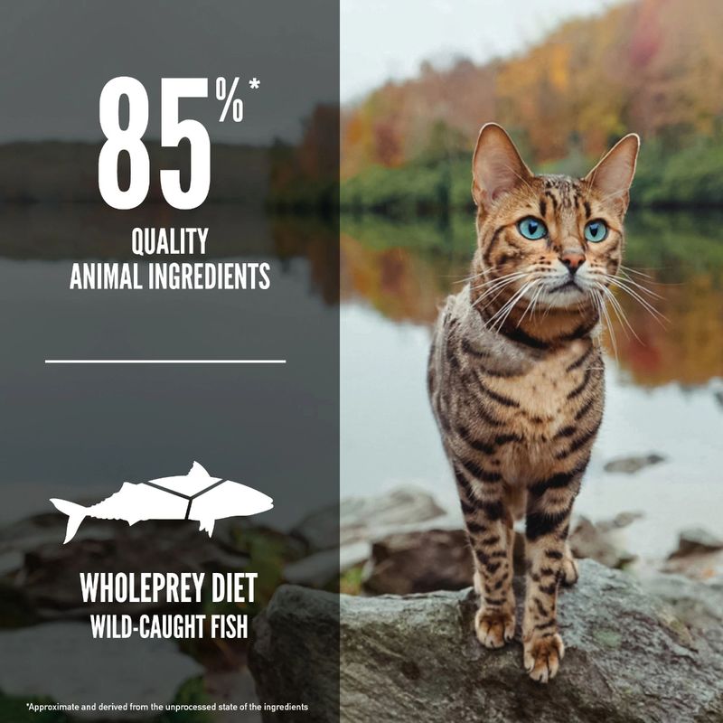 ORIJEN Six Fish Cat Feature EMEA APAC.jpg