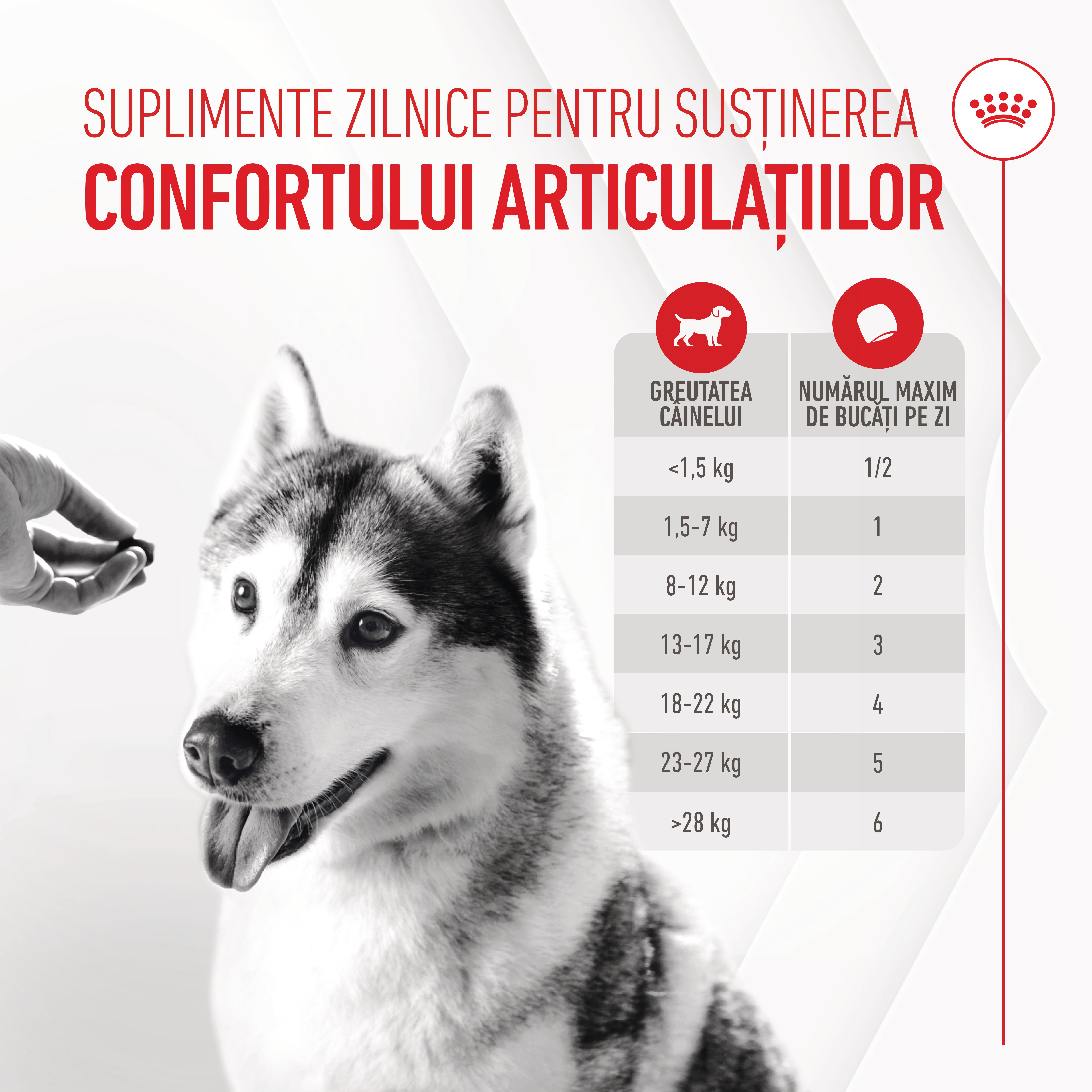 ROYAL-CANIN-Joint-and-Ageing-Chews-Adult-Supplements-punguta-recompense-functionale-caini-sistem-articular-240g-ghid-hranire-1